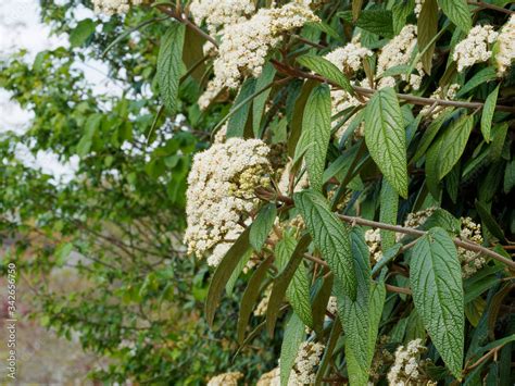 Viburnum Rhytidophyllum Leatherleaf Viburnum Or Wrinkled Viburnum Evergreen Shrub With Very