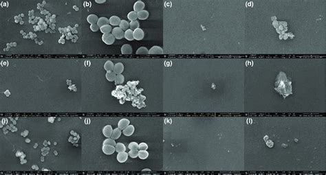 Scanning Electron Microscopy Of Mrsa Planktonic Cells A And B