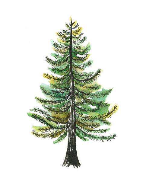 Watercolor Evergreen Tree Art Print Painting Tree Nature Watercolor