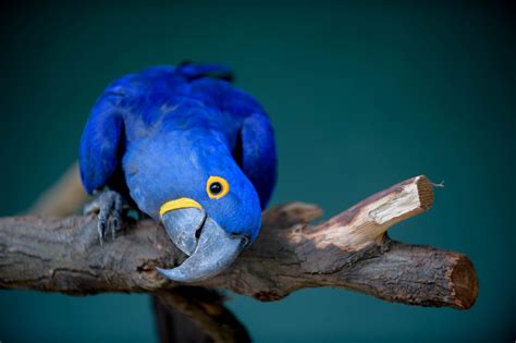 Cidade: Zoológico de Guarulhos forma casal de arara azul, espécie ameaçada de extinção ...