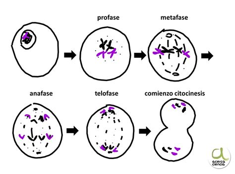 Ciclo Celular Que Es Te Mostramos Las Etapas Con Ejemplos