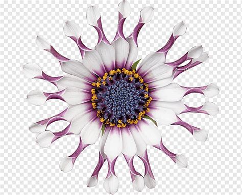 Chrysanthemum Cut Flowers Petal Chrysanthemum Purple Violet Flower