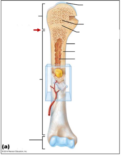 Typical Long Bone Structure Diagram Quizlet