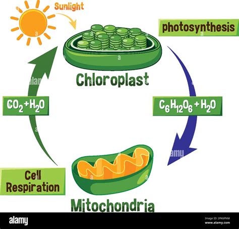 Photosynthesis And Cellular Respiration Diagram Illustration Stock