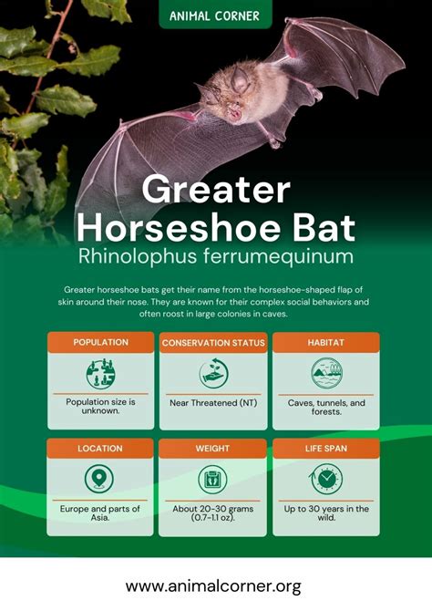 Greater Horseshoe Bat - Facts, Information & Pictures