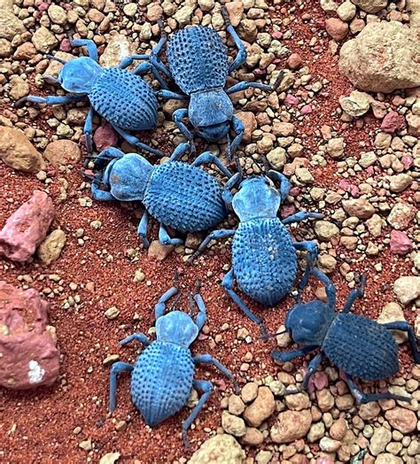 Blue Death Feigning Beetles Reptile Pets Direct