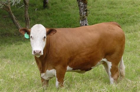 Explotaci N De La Raza Simmental En Una Finca Ganadera Tvagro Por