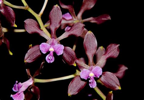 The Wayward Hawaiian The Reddest Of The Encyclias Encyclia Atrorubens