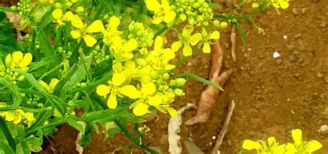 Brassica Campestris Benefits, Uses & Precautions - PlanMyMedical