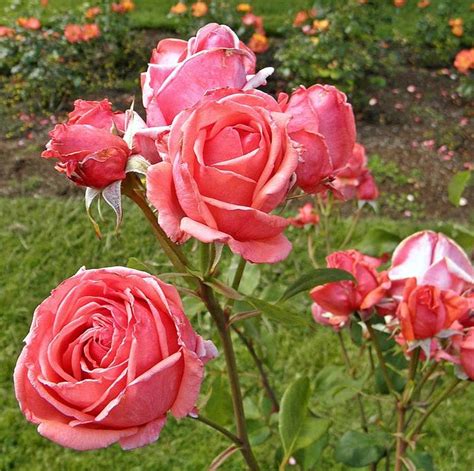 16 Beautiful Types of Roses for Any Kind of Garden