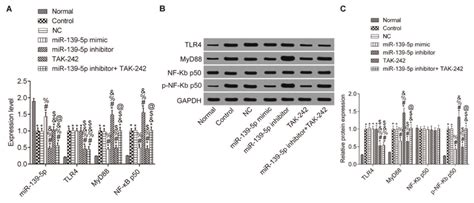 Expression Of Mir 139 5p Tlr4 Myd88 And Nf Kb P50 In The Lung