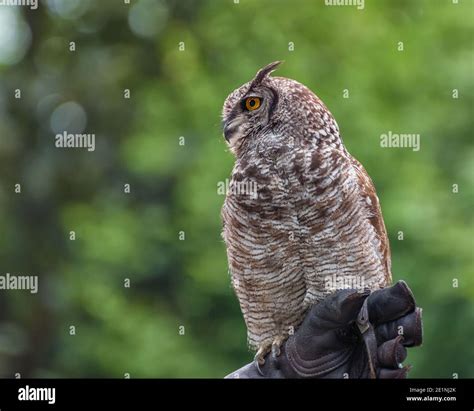 El B Ho Sudamericano El Bubo Virginianus Jacurutu El B Ho Colombiano