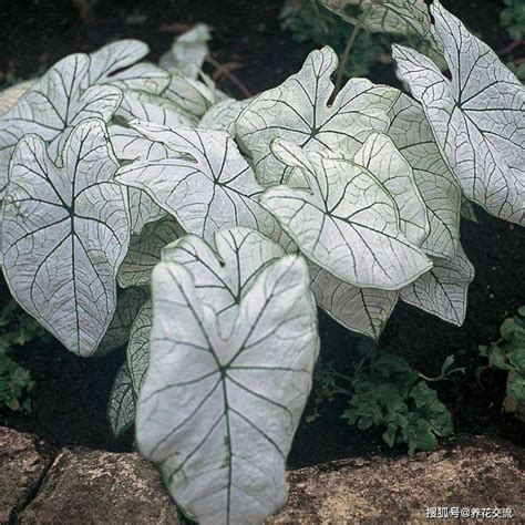 Fragrant Plant Plants Caladium