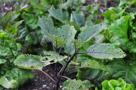 Eggplant Pests And Diseases Problem ~ Grow Your Own Food How To Guide