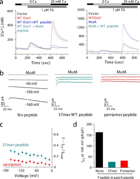 Overexpression Of Intracellular Loop Between TM II And TM III Of Orai1