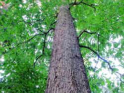 Maryland State Tree: White Oak (Fagaceae Quercus alba)