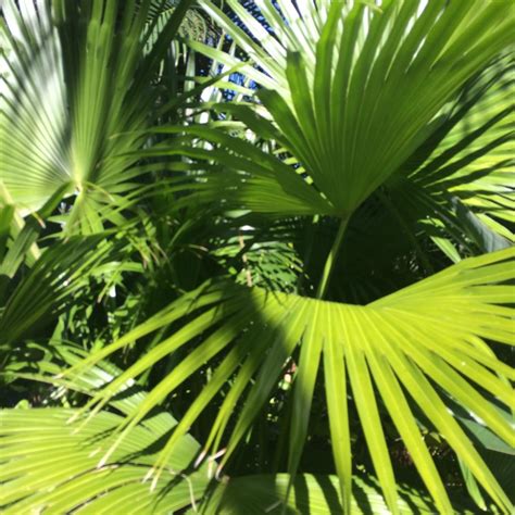 Chinese Fan Palm Michael Flaugh Landscape Architect