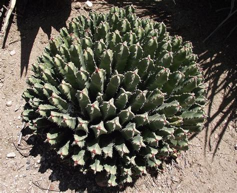 Euphorbia Resinifera Planting Succulents How To Dry Basil Succulents