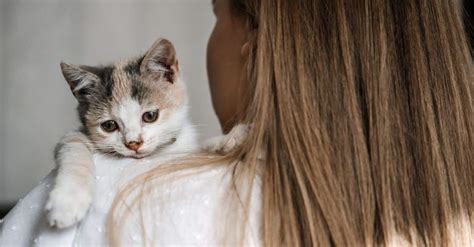 Accueillir Un Chat Ou Un Chaton 5 Conseils De Base