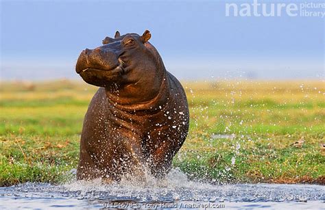 Stock photo of Hippopotamus {Hippopotamus amphibius} territorial ...