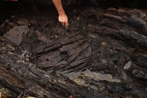 Wetland Archaeology Pile Dwellings