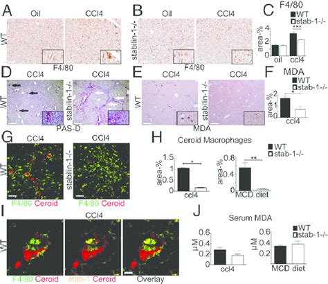 Stabilin Deficiency Is Associated With A Reduction Of Ceroid Laden