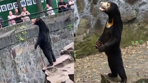 ¿oso O Humano Zoológico Dice La Verdad Detrás Del Video Viral