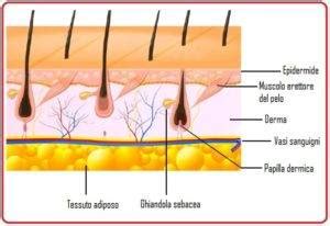 Fisiologia Del Cuoio Capelluto Istituto Tricholos