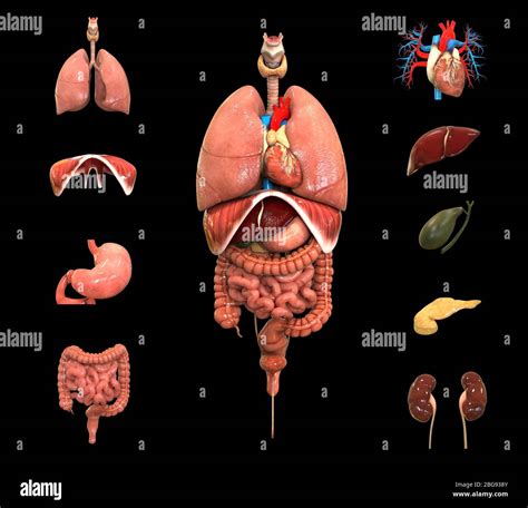 Imagen De Cuerpo Humano Completa Anatom A De Los Rganos Internos