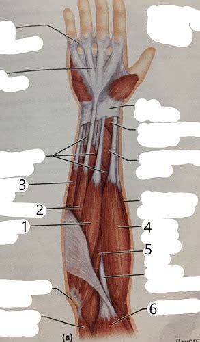 Muscles That Move The Wrist Hand And Fingers Flexors Flashcards