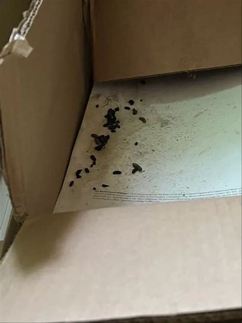 Rotting Rat Carcasses And Badger Infestation Forces Relocation Of