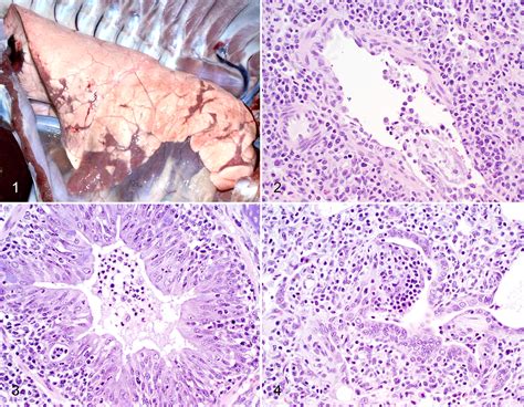 Influenza A Virus Infections In Swine Pathogenesis And Diagnosis B