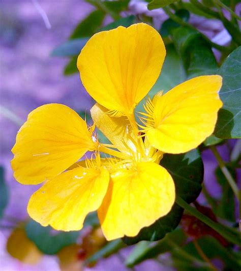 Yellow Geranium Flickr Photo Sharing