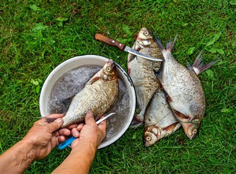 Cleaning Fresh Fish In Big Sink In The Restaurant Stock Image Image