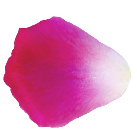 Rose Petal Isolated Background Png