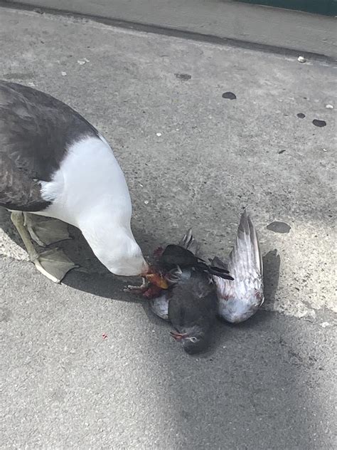 Seagull Eating A Pigeon It Killed In Wellington Nz Rnatureismetal