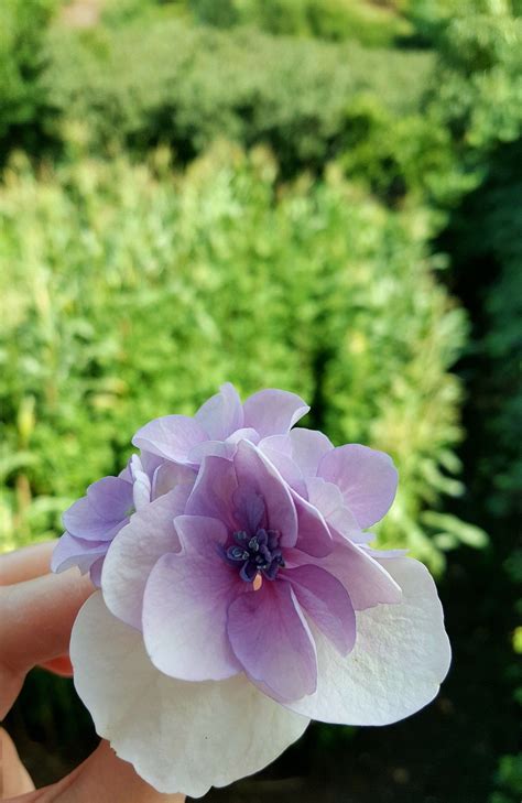 Ortanca Çiçeği Hydrangea Macrophylla