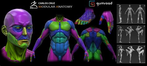 Artstation Gumroad Modular Anatomy Carlos Cruz D Character Maker