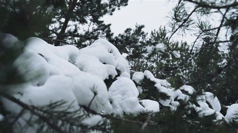 There is Snow on the Branches of a Pine Tree Stock Footage - Video of ...