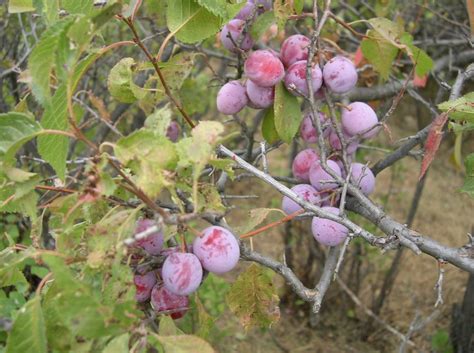 Plumtree North Carolina Avery County Historical Museum