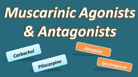 Example Of Long Acting Muscarinic Antagonist