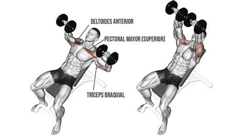 Press De Banca Inclinado Con Mancuernas C Mo Hacer