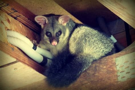 Fun Possum Facts for Kids | Brisbane Kids