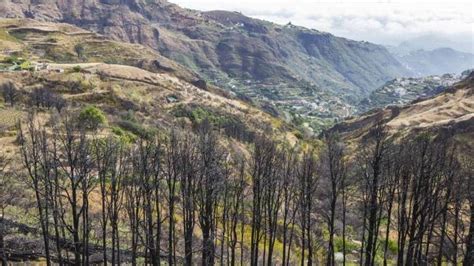 Canarias representa el 11 de la superficie arbolada quemada en España