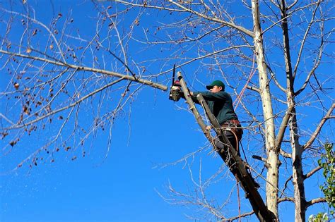 Tree Lopping Services in Sydney - MR TREES