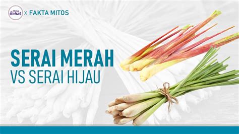 Serai Merah Vs Serai Hijau Mana Yang Lebih Berkhasiat Hidup Sehat