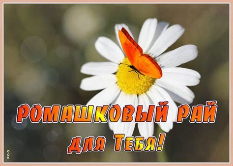 Креативная картинка с ромашками | Открытки Онлайн