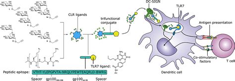 Frontiers Systematic Dual Targeting Of Dendritic Cell C Type Lectin