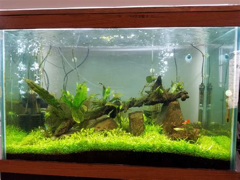 Very First Planted Tank 65 Gallon Tank The Planted Tank Forum