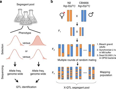 Implementing Extreme Quantitative Trait Loci X Qtl In C Elegans A